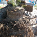 Tree Root Guide -paneelit